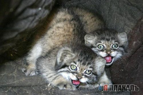 ДИКИЕ КОШКИ