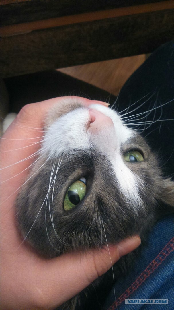 Новогодний котовторник,05.01.16.