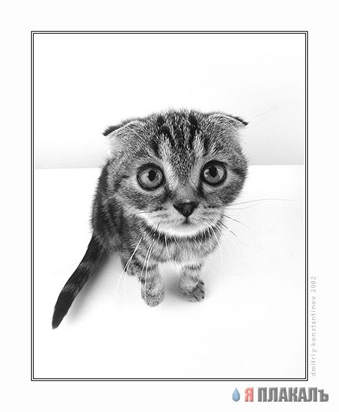 Коты, кошки, котята