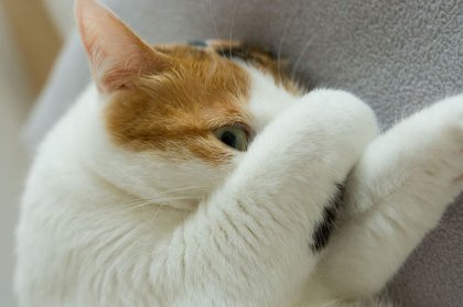 Коты, кошки, котята