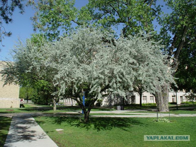 Почему нельзя спать с лохами?