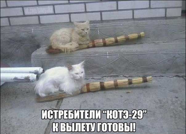 Мохнатые беспредельщики