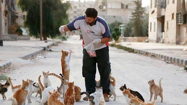 Террористы ИГИЛ запретили кошек в Ираке