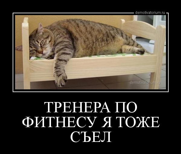 На выставку редких кошек привезли "американца" с завернутыми назад ушами