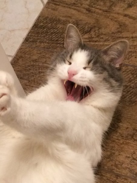 Коты и Кошки