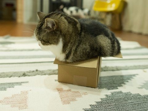 Коты и Кошки