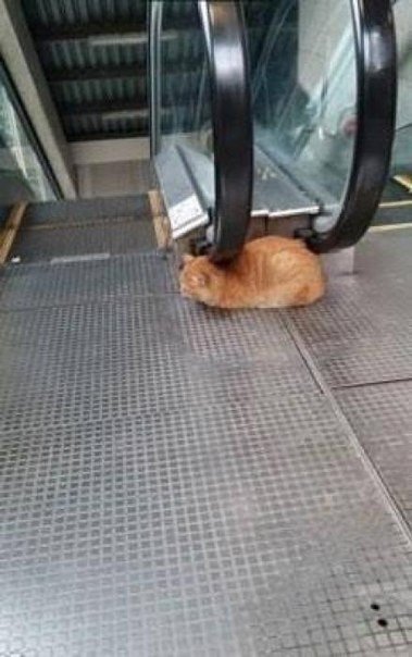 Коты и Кошки