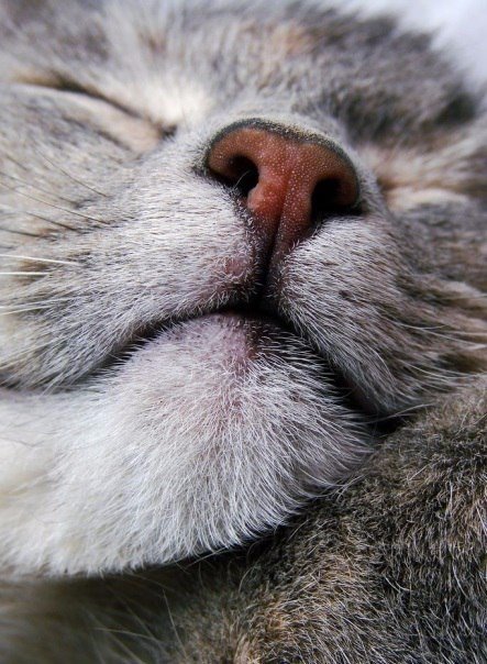 Коты и Кошки