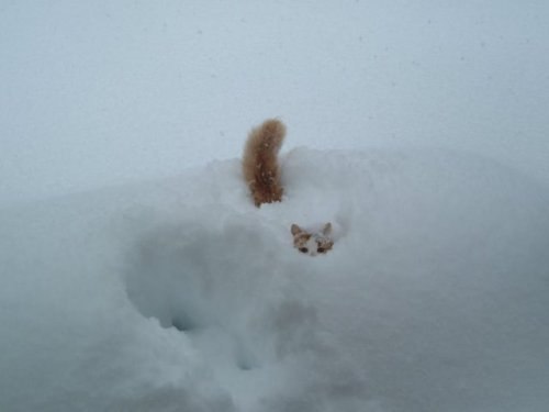 Коты и Кошки