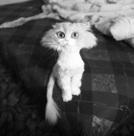 Коты и Кошки