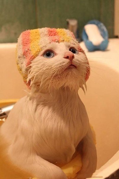 Коты и Кошки