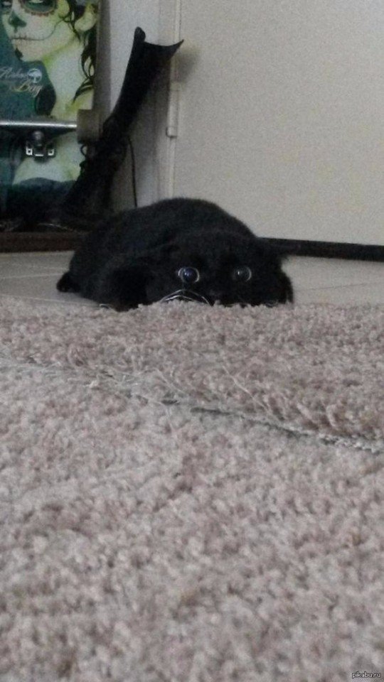 Коты и Кошки
