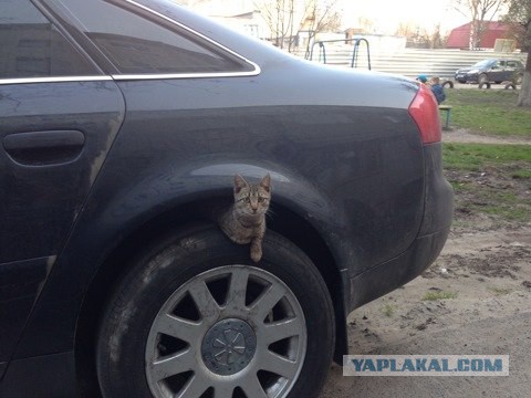 Котовторник  23.01.2018