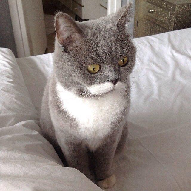 Фотобомбы котов