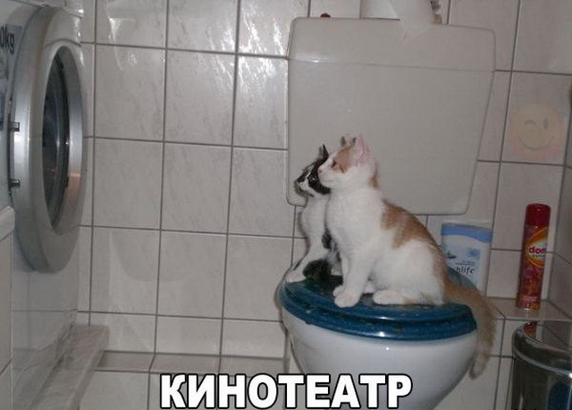 Подборка настоящих котов
