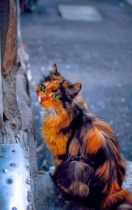 Немного милоты