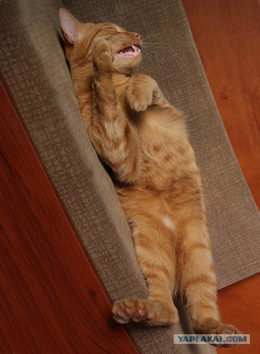 Начинаем котовторник!