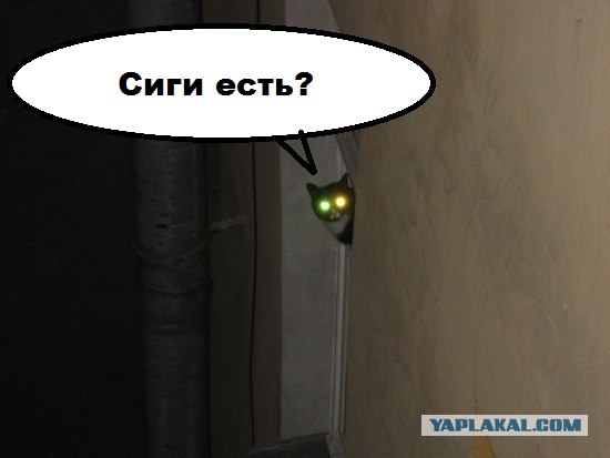 Котэ в окне