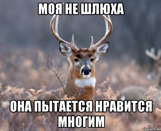 Про современных Аленей