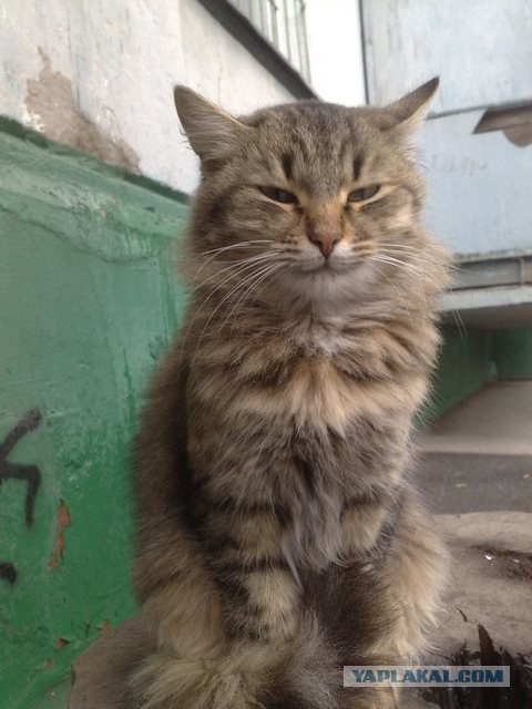 Котовторник объявляется открытым!