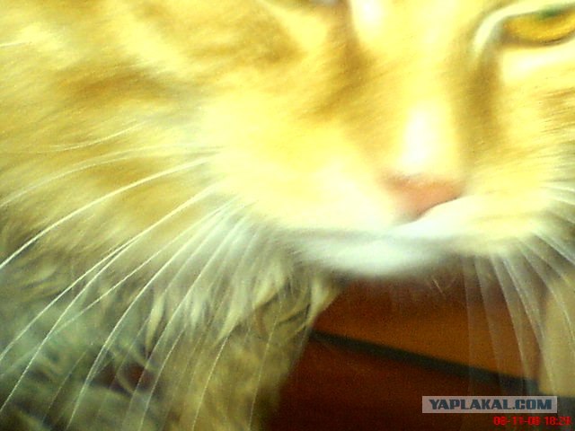 Котовторник! 11.10.11