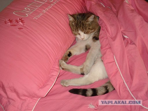 Котовторник!