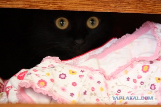 Котовторник  от 3.04.2012