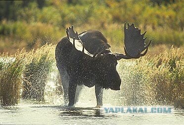 Форсирование реки или встреча на воде