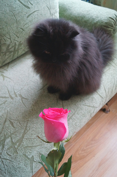 Котовторник 31.07.2012 г.