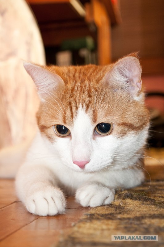 Котовторник  14.08.2012.
