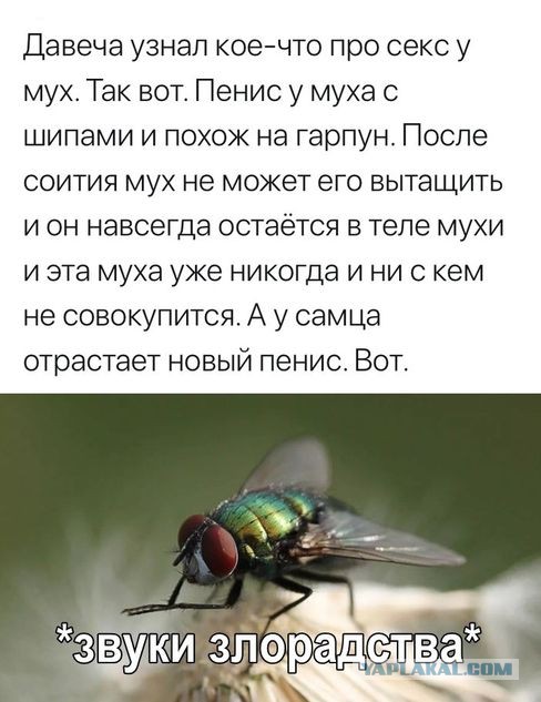 Отряды быстрого деградирования