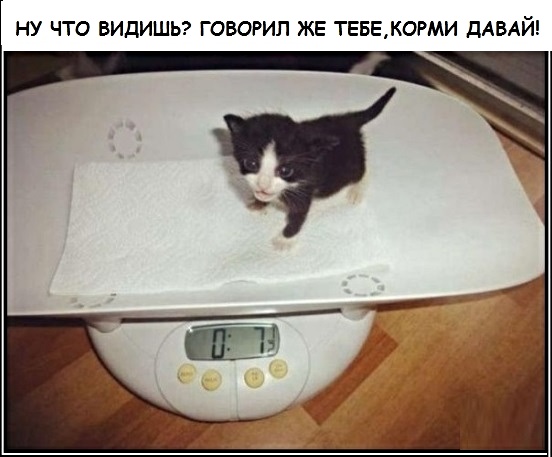 Картинки с котами и про котов