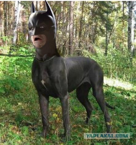 Испуганный Бэтмен.Фотожаба