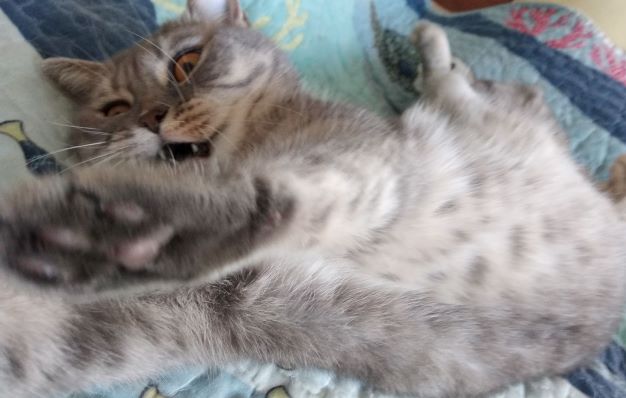 Котовторник же...