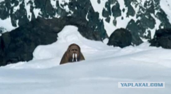 Жабим моржэ!1