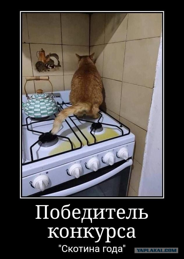 Фотографии, которые доказывают, что кошки самые большие сволочи