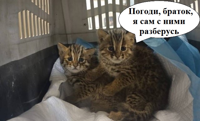 В Приморье выхаживают осиротевших лесных котят