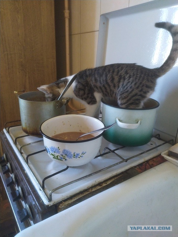 Котовторник