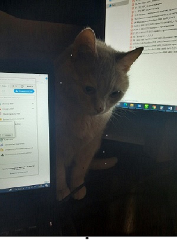 Да просто кот, зовут тоже Кот