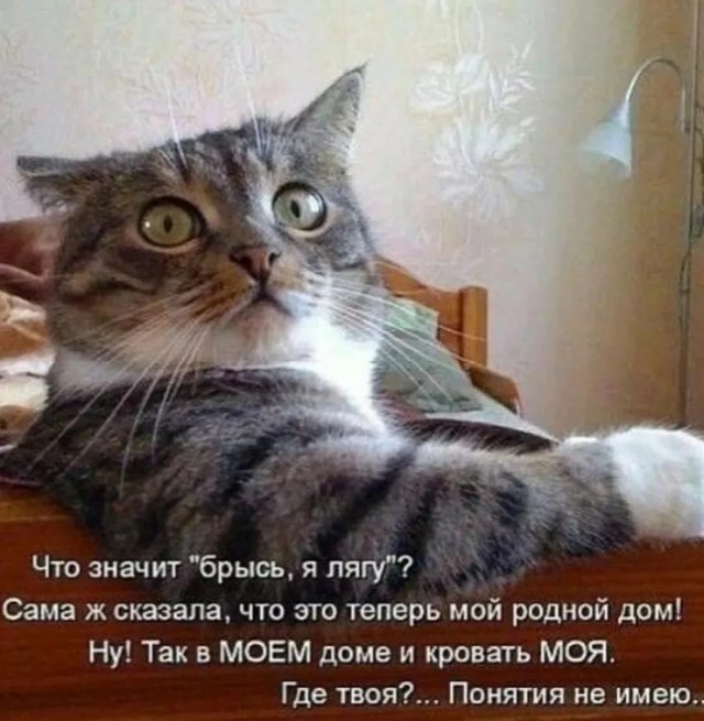 Весёлый полтишок 13.03.25