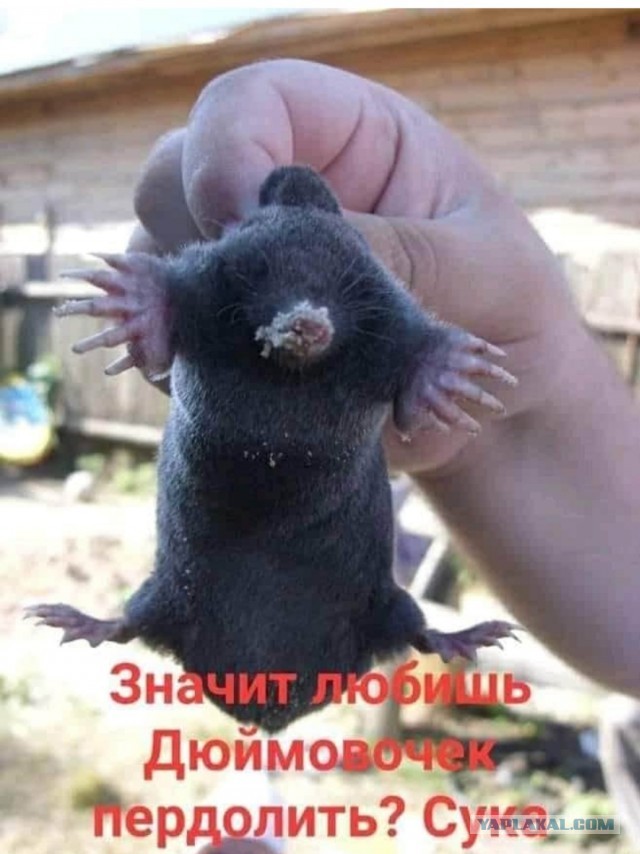 Как накурить крота