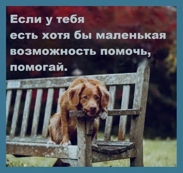 Девушка из Краснодарского края полезла в яму с мазутом, чтобы спасти щенка
