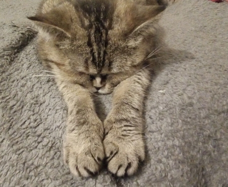 Котовторник