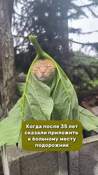 Пенсионеров предлагают лечить пустышками