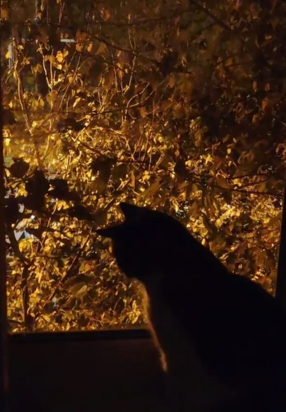 Котовторник 29.09.2026
