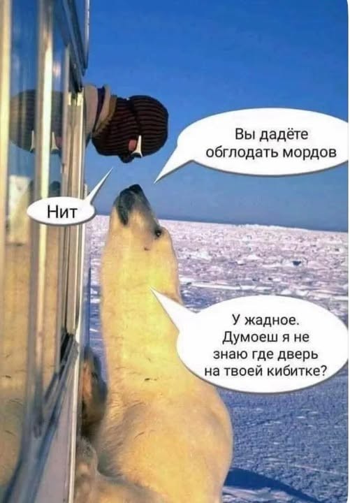 Три белых медведя забрались в дом к метеорологам на мысе Челюскин