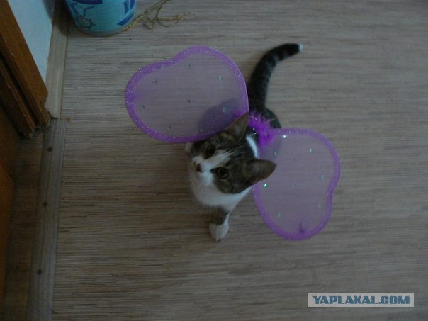 Котовторник 22.10.2013