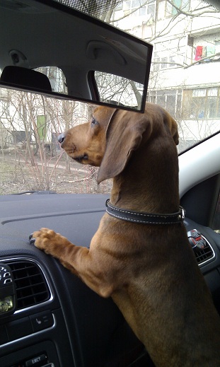 Как собаки встречают и провожают хозяев