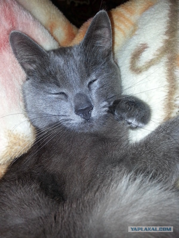Котовторник 04.03.2014