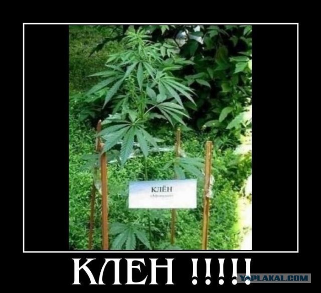 Демотиваторы.